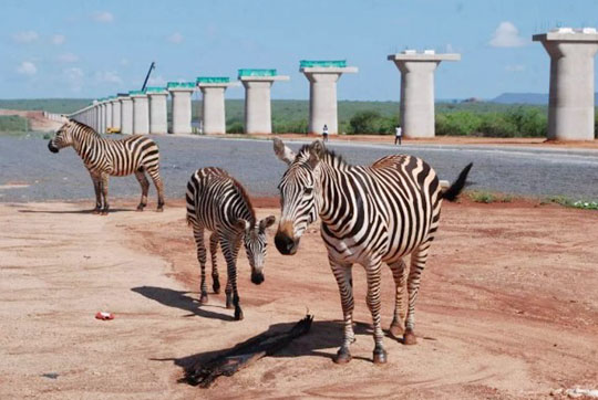 肯尼亚总统高度赞赏，乞力马扎罗山下江南网页版绿闪耀